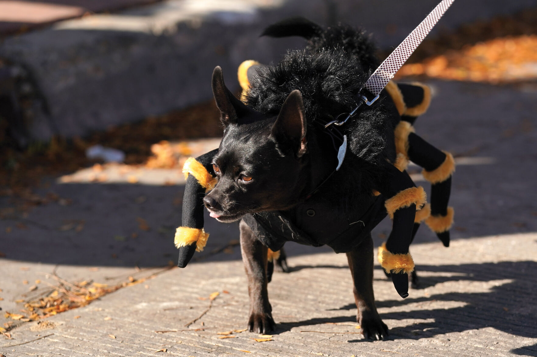 Halloween Parade Standalones 008.jpg